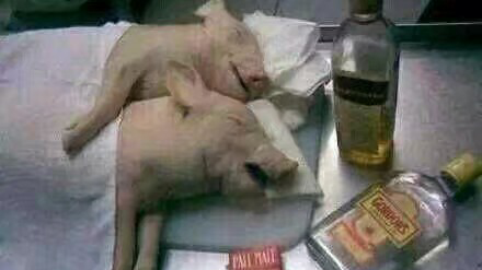 【玩尽steam】小猪战狼!不是你死就是我亡